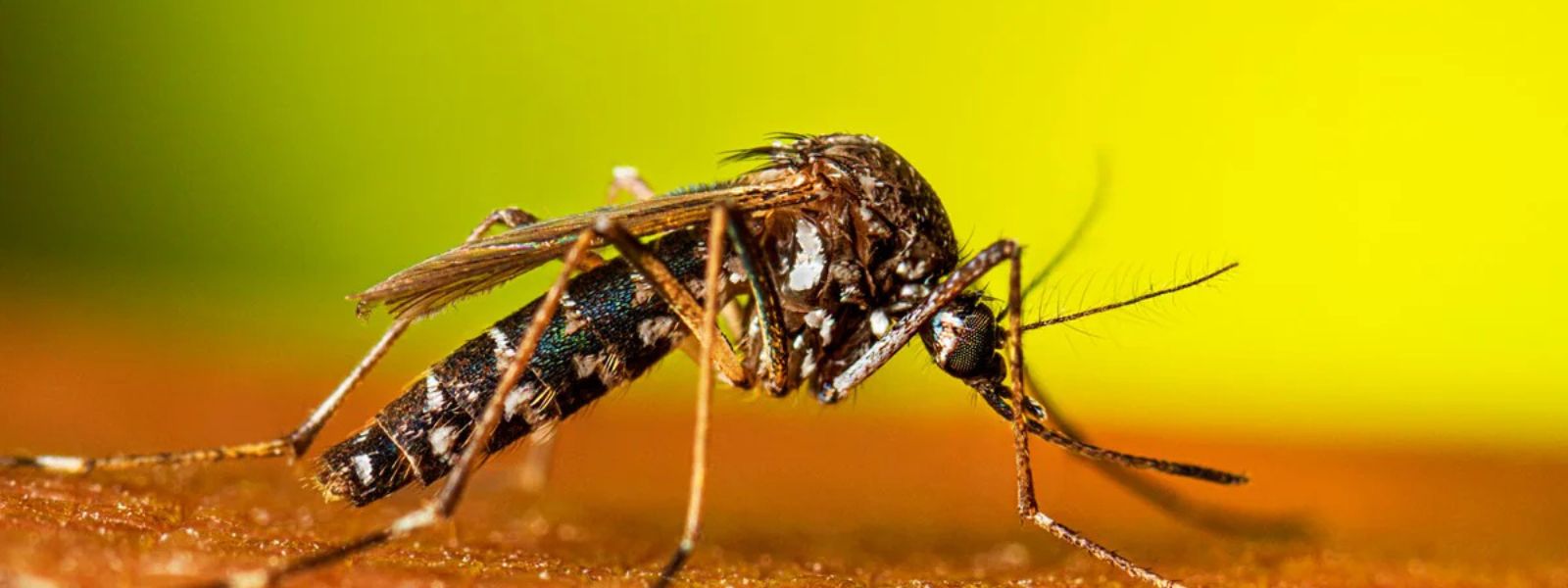 Health Officials Warn of Rising Chikungunya Cases